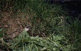 [Ảnh] Những hình ảnh hãi hùng ở Honduras, nơi tỷ lệ giết người cao nhất thế giới