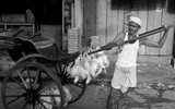 [ẢNH] Cận cảnh cuộc sống mưu sinh cực nhọc của phu kéo xe ở Ấn Độ