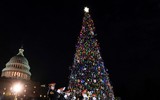 [ẢNH] Choáng ngợp trước những cây thông Noel đắt giá nhất thế giới