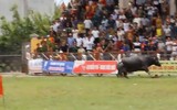 Khi tử thần mang tên trâu chọi