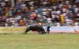 Khi tử thần mang tên trâu chọi