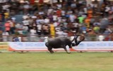 Khi tử thần mang tên trâu chọi