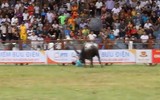 Khi tử thần mang tên trâu chọi