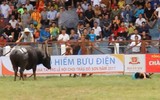 Khi tử thần mang tên trâu chọi