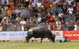 Khi tử thần mang tên trâu chọi