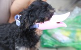 Quy định đã có, chó vẫn... thả rông