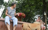 Quy định đã có, chó vẫn... thả rông