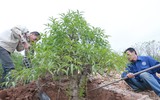 Nông dân ở Nhật Tân tất bật chăm đào tuốt lá
