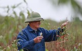 Nông dân ở Nhật Tân tất bật chăm đào tuốt lá