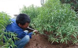 Nông dân ở Nhật Tân tất bật chăm đào tuốt lá