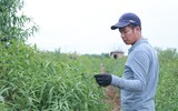 Nông dân ở Nhật Tân tất bật chăm đào tuốt lá