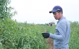 Nông dân ở Nhật Tân tất bật chăm đào tuốt lá