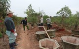 Nông dân ở Nhật Tân tất bật chăm đào tuốt lá