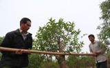 Nông dân ở Nhật Tân tất bật chăm đào tuốt lá