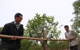 Nông dân ở Nhật Tân tất bật chăm đào tuốt lá