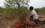 Nông dân ở Nhật Tân tất bật chăm đào tuốt lá