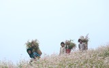 Ngất ngây những cánh đồng hoa tam giác mạch ở Hà Giang