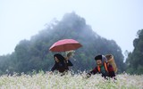 Ngất ngây những cánh đồng hoa tam giác mạch ở Hà Giang