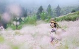 Ngất ngây những cánh đồng hoa tam giác mạch ở Hà Giang