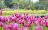 Lạc lối giữa 