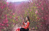 Khoảnh khắc đẹp của mẹ và con bên vườn đào Nhật Tân
