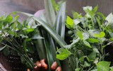 Xôi ngũ sắc: Đặc sản bắt mắt của núi rừng Tây Bắc