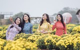 Cánh đồng cúc mâm xôi Nam bộ giữa lòng Hà Nội