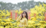 Cánh đồng cúc mâm xôi Nam bộ giữa lòng Hà Nội