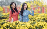 Cánh đồng cúc mâm xôi Nam bộ giữa lòng Hà Nội