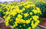Cánh đồng cúc mâm xôi Nam bộ giữa lòng Hà Nội