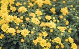 Cánh đồng cúc mâm xôi Nam bộ giữa lòng Hà Nội