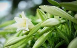 Hoa loa kèn tinh khôi xuống phố Hà Nội