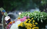 Hoa loa kèn tinh khôi xuống phố Hà Nội