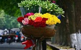 Hoa loa kèn tinh khôi xuống phố Hà Nội