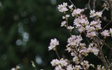 Rực rỡ lễ hội hoa anh đào