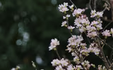 Rực rỡ lễ hội hoa anh đào