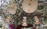 Rực rỡ lễ hội hoa anh đào