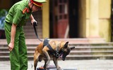Cảnh khuyển tranh tài tấn công tội phạm, phát hiện thuốc nổ