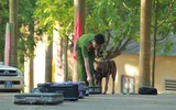 Xem cảnh khuyển truy tìm ma túy và thuốc nổ