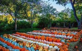 Độc đáo ngôi làng làm bằng bí ngô ở lễ hội Arboretum