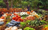 Độc đáo ngôi làng làm bằng bí ngô ở lễ hội Arboretum