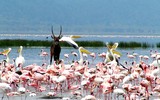 Khám phá thiên đường chim hồng hạc