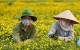 Làng hoa cúc 