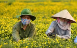 Làng hoa cúc 