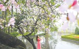 Hà Nội mùa hoa ban