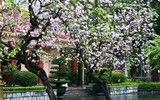 Hà Nội mùa hoa ban