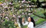 Hà Nội mùa hoa ban