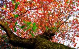 Hà Nội mùa cây bàng đỏ lá
