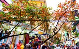 Hà Nội mùa cây bàng đỏ lá