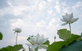 Sen trắng bung nở thơm ngát